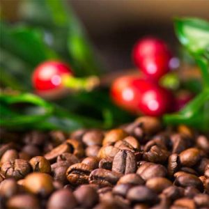 Pures Origines d'Arabica